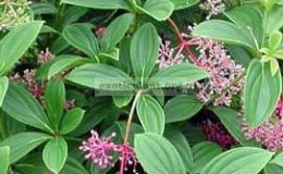 Medinilla-cumingii-small-leaf-
