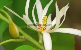 Michelia-alba-