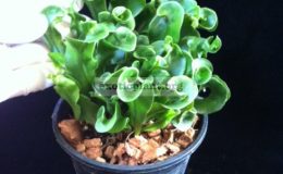 Microsorum-Dwarf-Screw-Fern-40