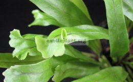 Microsorum-Mermaidtail-Dwarf