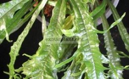 Microsorum-longissimum-cv.-Cristatum