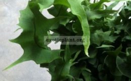 Microsorum-punctatum-cv-Twisted-Dwarf-Special-48