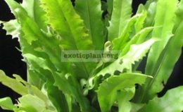 Microsorum-punctatum-cv.-Liciniatum-