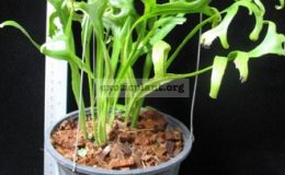 Microsorum-punctatum-cv.-Ramosum
