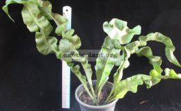 Microsorum-punctatum-cv.-Twisted-Dwarf-