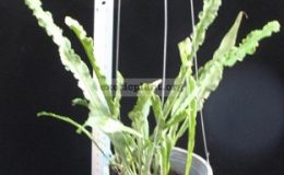Microsorum-sp.T02