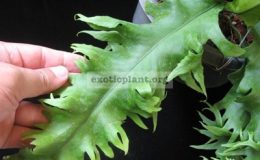 Microsorum-sp.T03-Africa