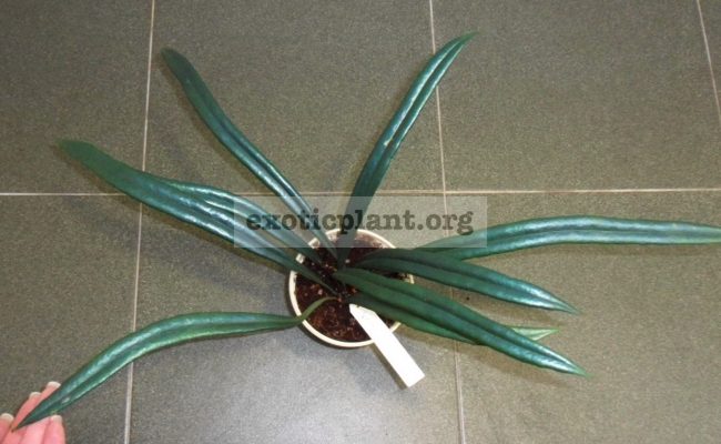 Microsorum-thailandicum