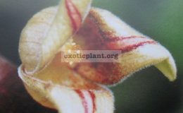 Milisua-lineata-
