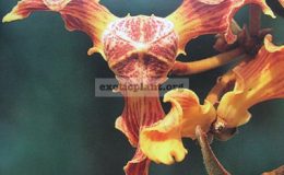 Mitrephora-maingayi-