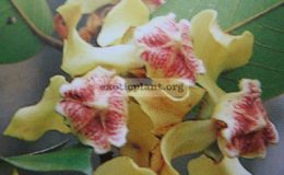 Mitrephora-tomentosa
