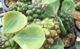 Monadenium-ritchiei-variegated-30
