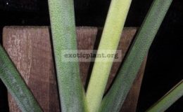 Monstera-Siam-Monster-24-35-