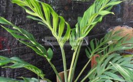 Monstera-Siam-Monster-24-35-1