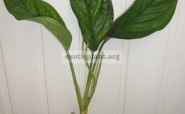 Monstera-Siam-Monster-24-35
