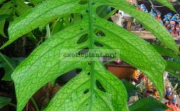 Monstera-Spiderman-30-60-