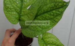Monstera-Spiderman-30-60-1-2