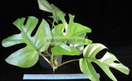 Monstera-deliciosa-Miniature-22