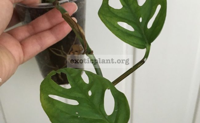 Monstera-obliqua-7-20