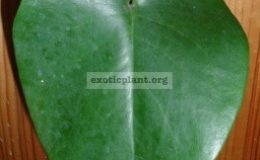 Monstera-sp.-Blue-heart-leaf-30-50