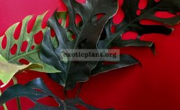 Monstera-sp.-T02-75-1-2