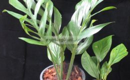 Monstera-sp.-T04-Southern-Thailand-30-75-