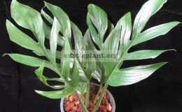 Monstera-sp.-T04-Southern-Thailand-30-75-1-1