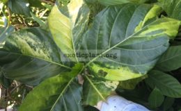 Morinda-citrifolia-variegata
