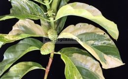 Morinda-citrifolia-yellow-variegatedgrafted-60