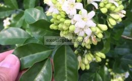 Murraya-paniculata-Snowball-oval-leaf-28