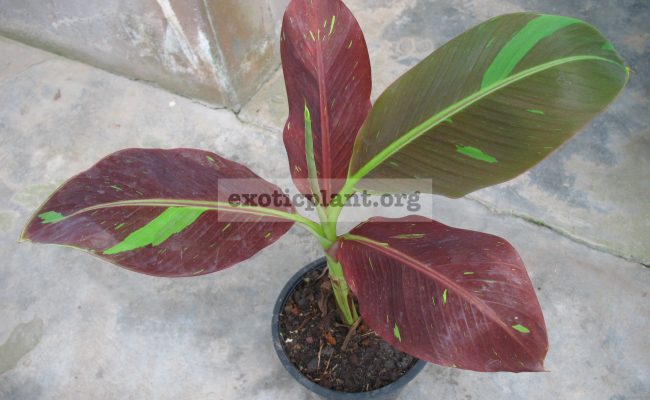 Musa-Ace-of-Heart-