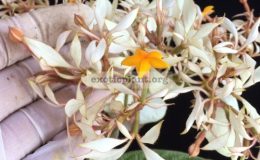 Mussaenda-philippica-Davao-White-40-