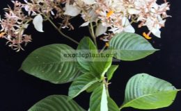 Mussaenda-philippica-Davao-White-40