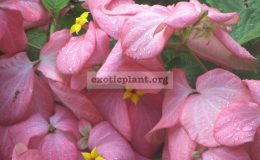 Mussaenda-philippica-‘Bangkok-Rose’-30
