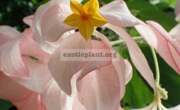 Mussaenda-phillippica-‘Queen-Sirikit’-