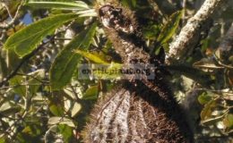 Myrmecodia-tuberoba-