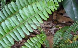 Nephrolepis-cordifolia-Handy-30