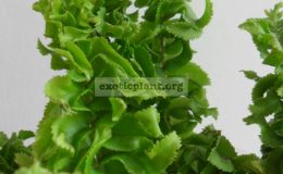 Nephrolepis-davalloides-cv-Green-Dragon-500-