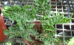 Nephrolepis-exaltata-Curly-leaf-