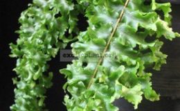 Nephrolepis-exaltata-Dassada-