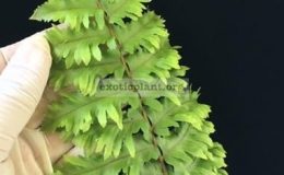 Nephrolepis-exaltata-Hillii-special-38-