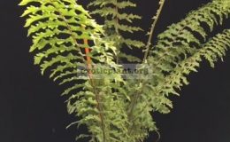 Nephrolepis-exaltata-Hillii-special-38