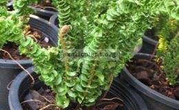 Nephrolepis-exaltata-cv.-Wagneri-750-
