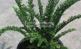 Nephrolepis-exaltata-cv.-Wagneri-small-leaf