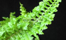 Nephrolepis-exaltata-mutation