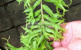 Nephrolepis-falcata-Furcans-mutation-35