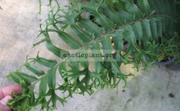 Nephrolepis-falcata-Mermaidtail