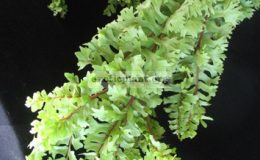 Nephrolepis-falcata-Mermaidtail-Compact-form-35