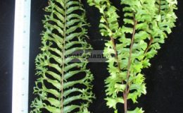 Nephrolepis-falcata-Mermaidtail-Compact-formсправа-35