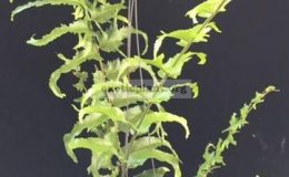 Nephrolepis-falcata-Shock-Wave-Philippines-45